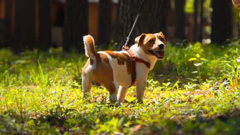 Perro caminando en el bosque