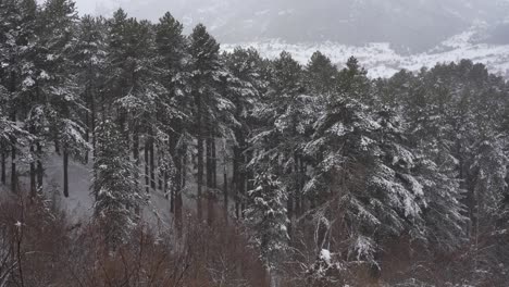 tall coniferous trees of the forest covered by snow, wild pines on winter background