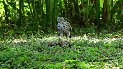 shikra feeding on another bird on the ground , this bird of prey caught a bird for breakfast and it was busy eating then it got spooked and took off