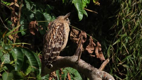 Buffy-Fish-Owl,-Ketupa-Ketupu,-Von-Seiner-Rechten-Seite-Aus-Gesehen,-Während-Er-Nach-Vorne-Blickt,-Dreht-Dann-Plötzlich-Den-Kopf,-Um-Direkt-In-Die-Kamera-Im-Khao-Yai-Nationalpark,-Thailand,-Zu-Schauen