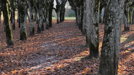 Der-Alte-Lindenpark-Auf-Dem-Gutshof,-Die-Blätter-Sind-Gefallen