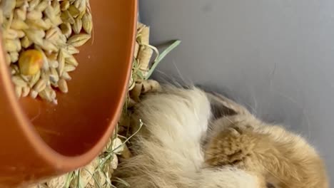a brown furry sits upset in a cage big hanging ears of a rabbit