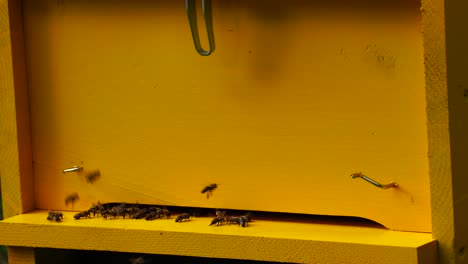 Hive-of-honey-bee-at-twilight,-closeup-of-entrance-of-colony-working-to-product-natural-honey