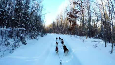 siberian dog pulling sleigh