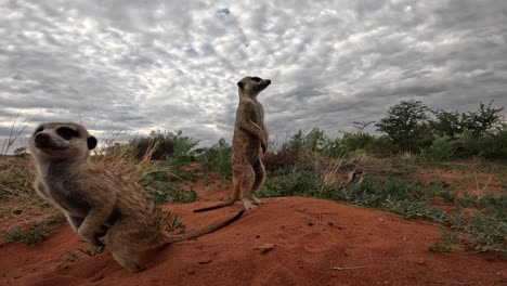 close-up, ground-level view of a group of cute meerkats digging for food in the red sand of the kalahari desert