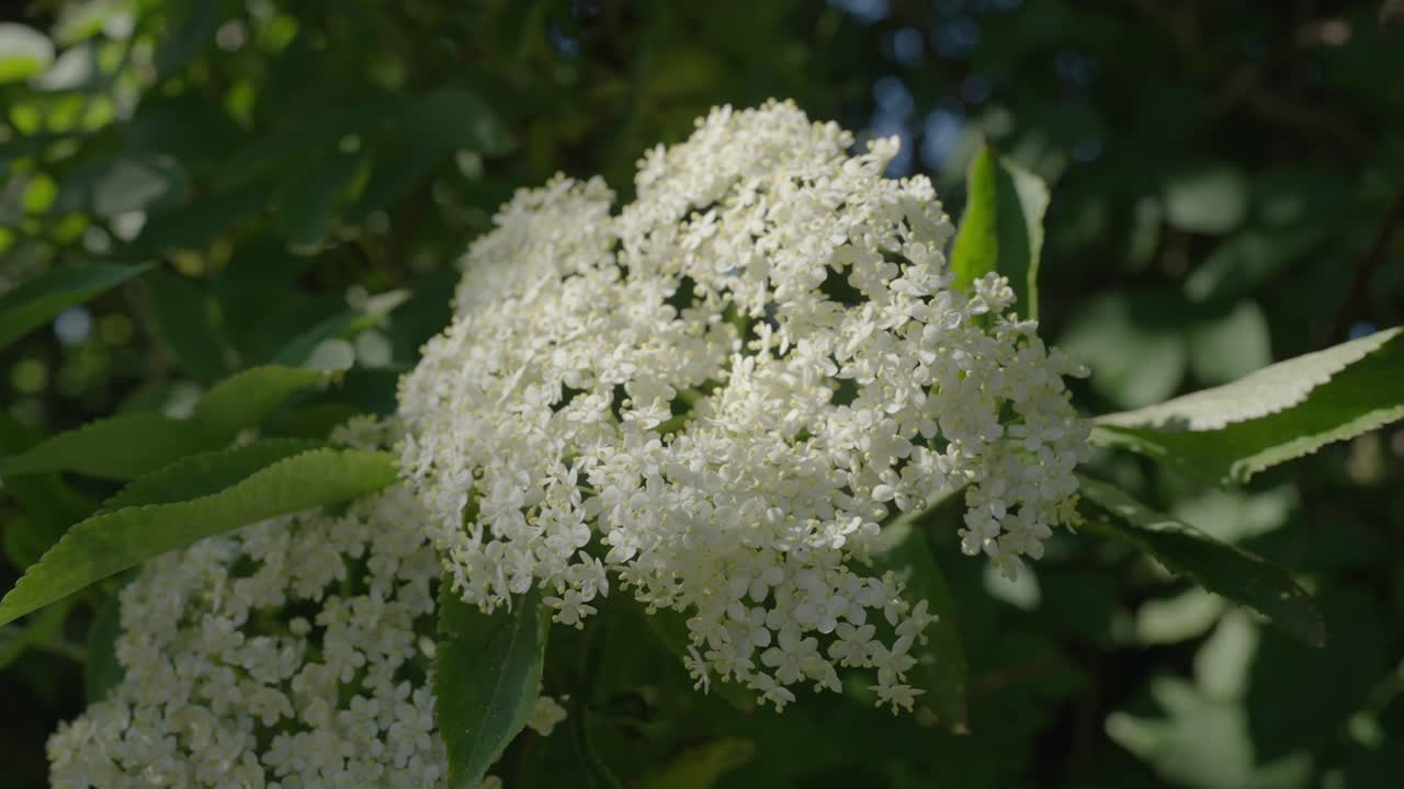화창한 날 정원에 피는 예쁜 흰 꽃