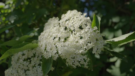 bonitas flores blancas que florecen en un jardín en un día soleado