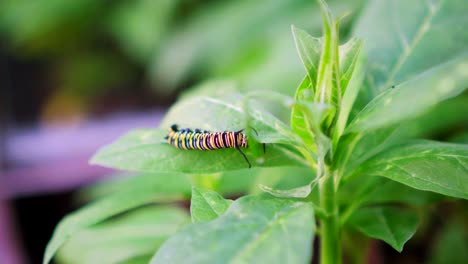 monarch caterpillar crawls along edge of leaf