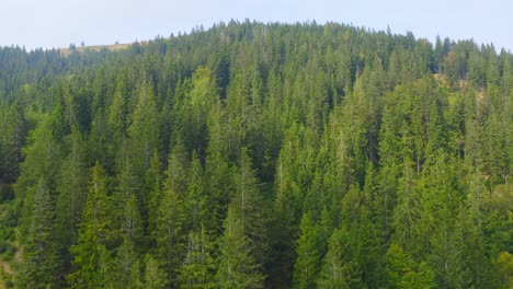 aerial of pristine and untouched pine tree forest, sostanj, slovenia