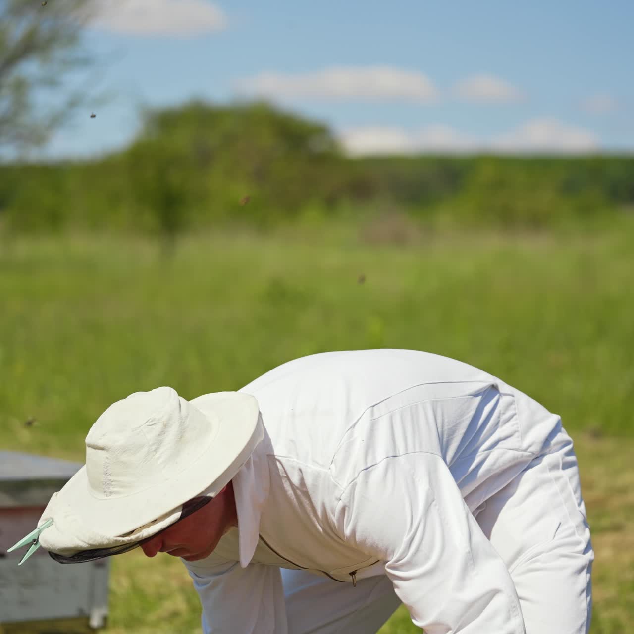 Professional apiarist working on the apiary. Beekeeper in white protective suit arranges the hives with bees on the apiary in summer day