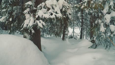 Entrando-En-El-Bosque-De-Invierno