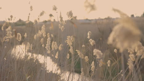 Rural-Scene-With-Reeds-Swaying-In-The-Wind---wide