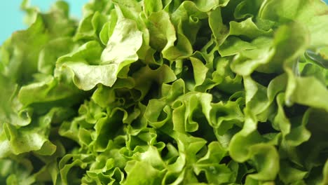 close up of fresh green lettuce