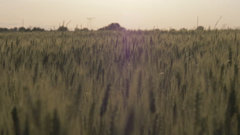 slow motion wide shot of wheat during sunset