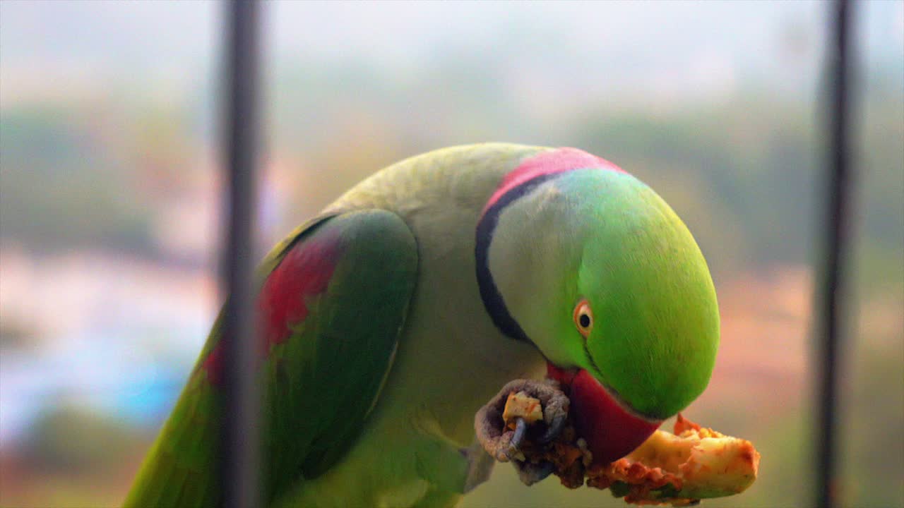 parrot closeup eating in the balcony