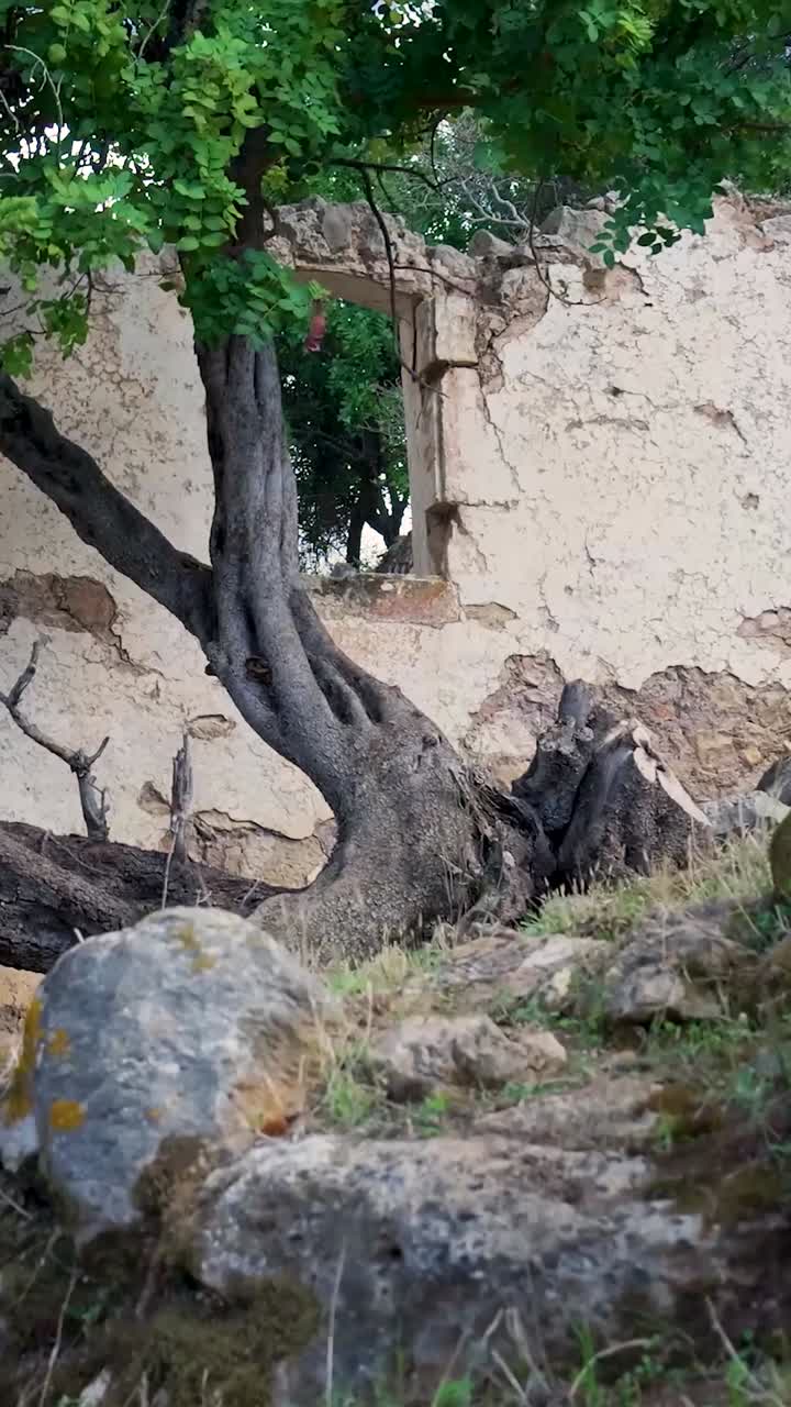ruina cubierta de árboles