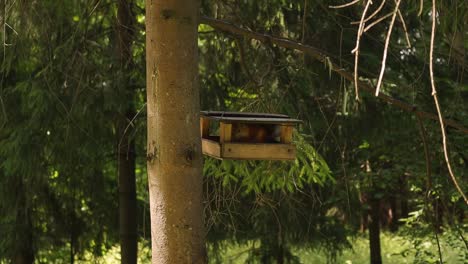 Ardilla-Roja-Forrajeando-En-El-Alimentador-Colgado-En-El-árbol-Del-Bosque