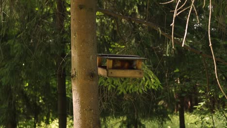 red squirrel foraging in feeder hung on forest tree