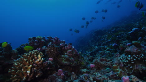 Un-Increíble-Paisaje-Submarino-Lleno-De-Coloridos-Corales-Duros-Y-Muchos-Peces-Nadando-Alrededor