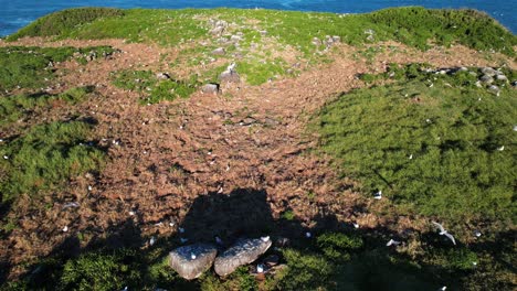 Cook Island With Flock Of Seagulls In NSW, Australia - Drone Shot