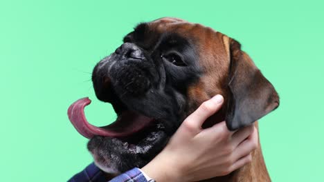 young girl stroke her boxer dog on green background.