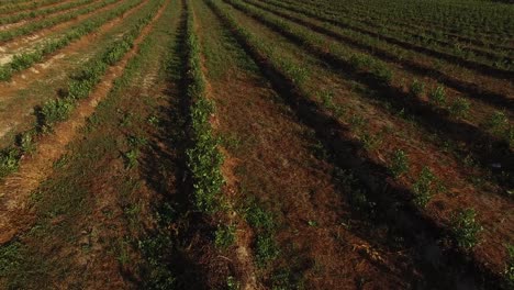 Agriculture-Field-Rows-Aerial-View-01