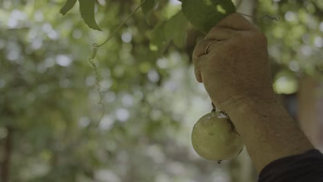 fruit farmer picks green unripened passion fruit from tropical vine plant close-up