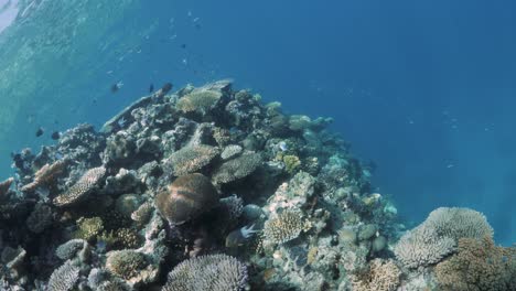 stunning underwater view of a healthy coral reef ecosystem on the great barrier reef, cairns queensland australia