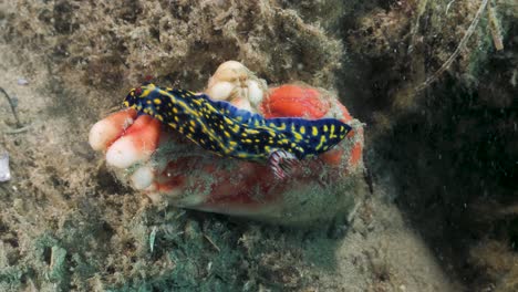 marine nudibranch hypseldoris species moving over a vibrant coloured soft sponge