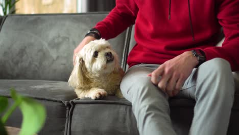 male owner sits on sofa to pet white shih tzu boomer dog