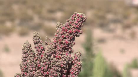 quinoa plant in atacama desert