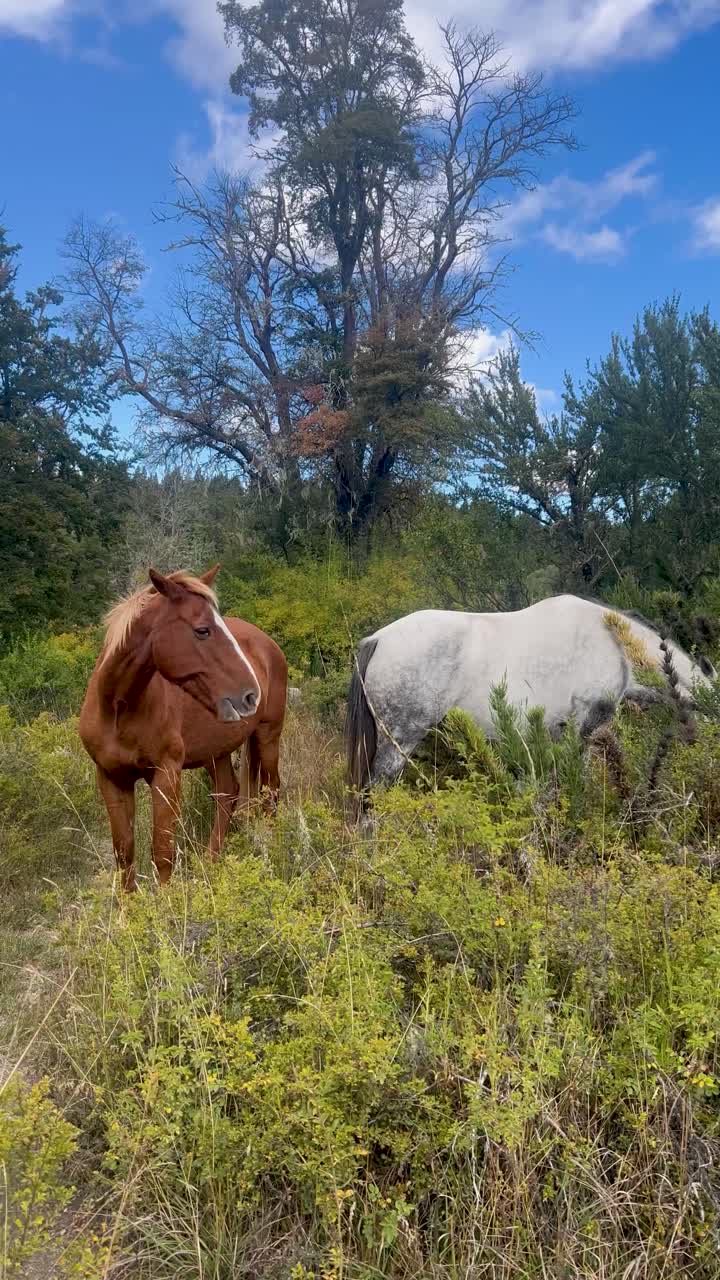 Grazing horses in Patagonia under the blue sky surrounded by wild vegetation