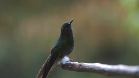 foto macro de un colibrí sentado en una rama en el valle de cocora, colombia