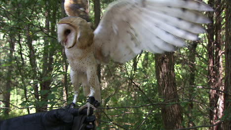 barn owl on someones arm