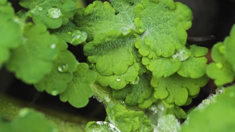 Un-Primer-Plano-Extremo-De-Gotas-De-Agua-Que-Caen-En-Pequeñas-Plantas-Verdes,-Concepto-De-Rocío