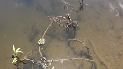 ramas con hojas sumergidas en agua clara