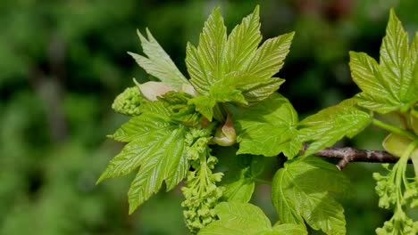 nuevas hojas y flores en el árbol sicómoro