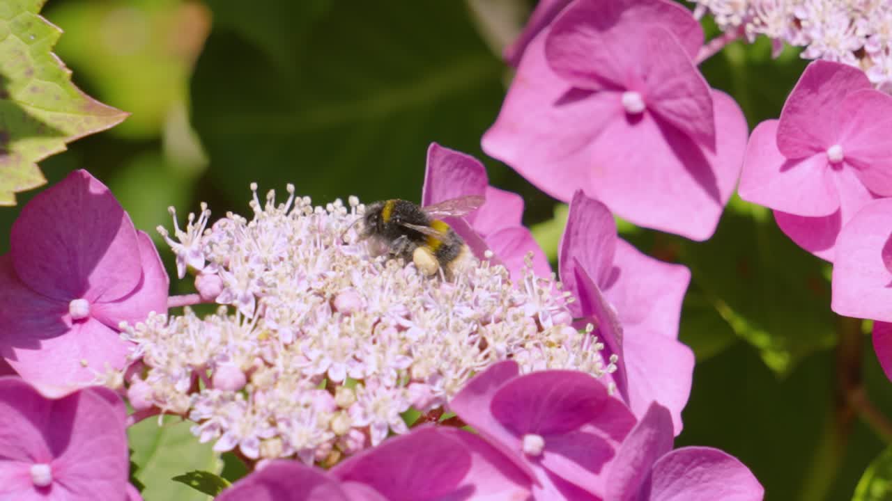 flor de hortensia púrpura con abejorro recogiendo polen caminando sobre la planta