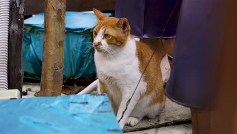 gato callejero marrón y blanco mira a la cámara