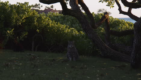 Gato-Solitario-Sentado-Bajo-El-árbol-En-El-Césped-Cerca-De-La-Playa-De-Wailea-En-Maui,-Hawaii