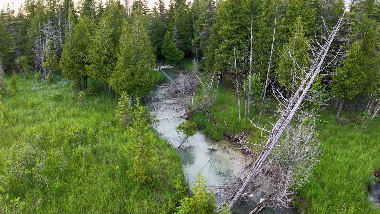 Aerial drone footage of a lush wetland stream meandering through dense green forest vegetation