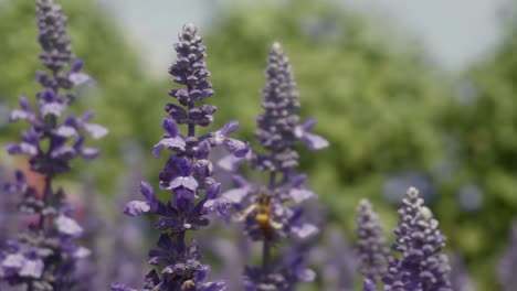 a distant honey bee sucking nectar from a beautiful purple blue salvia flower in a garden on a sunny day