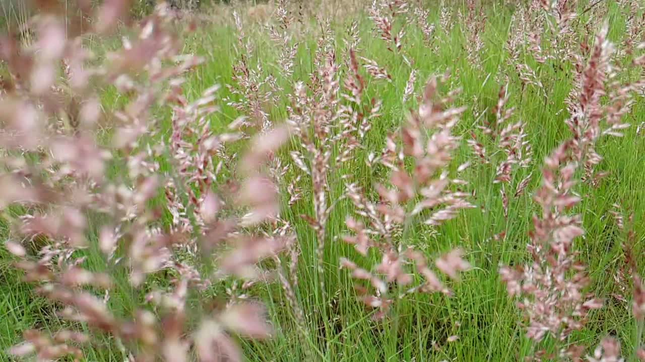 Wild grassland Red Grass and Nine Awned Grass during summer blowing and swaying in the wind slow motion slide pan footage, grazing food for game and domesticated animals in the veld