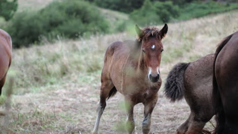 rural pasture play: young foals engaging in playful antics amidst countryside horses