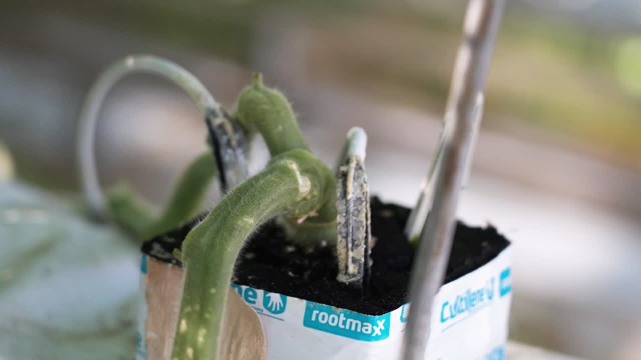 Irrigation system connected to a tomato plant stem in a greenhouse