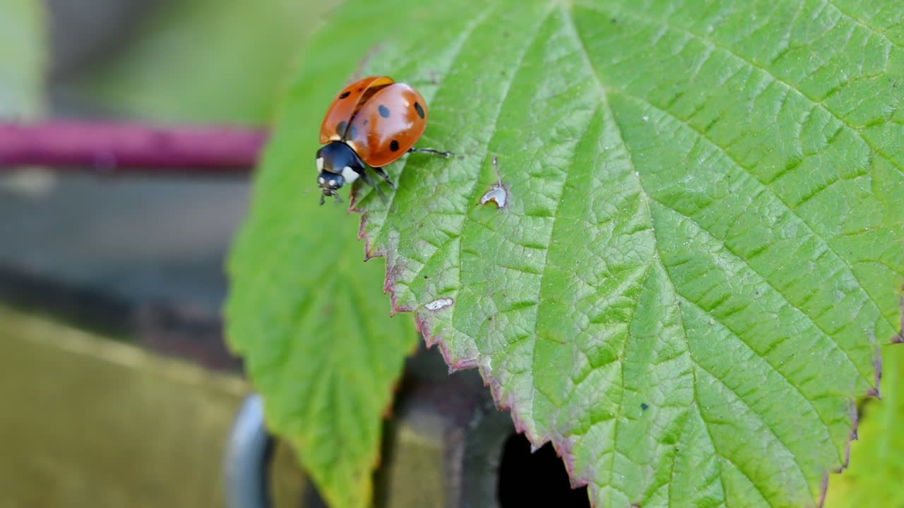 Ladybug moving on a green leaf