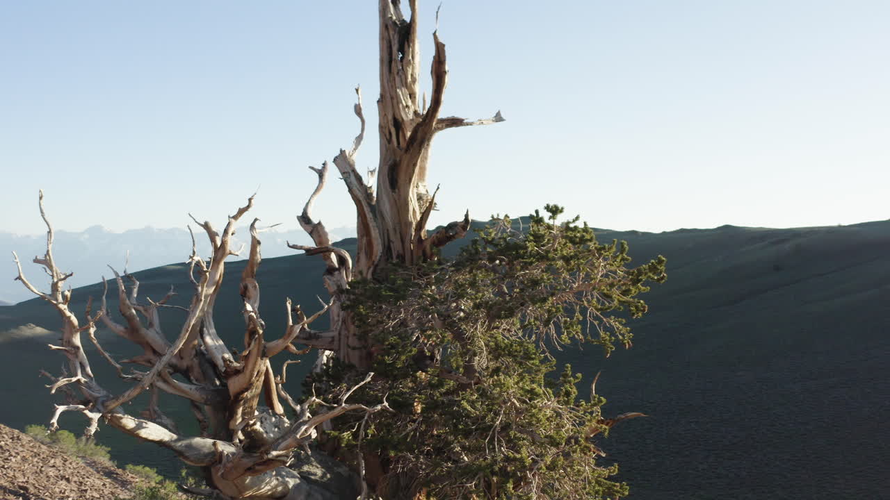 una toma de arco de primer plano de un árbol antiguo en la cima de una colina, mitad cubierto de vegetación, con impresionantes colinas verdes, montañas y un cielo azul claro en el fondo