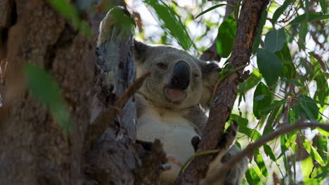 cute koala bear eating, sitting and sleeping on a tree