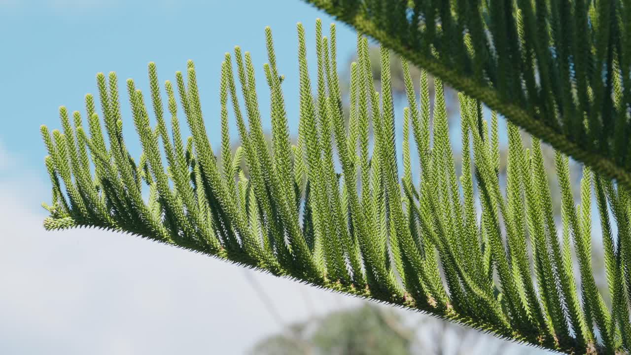 Detailed view of Araucaria branch needles under blue sky and bright sunlight