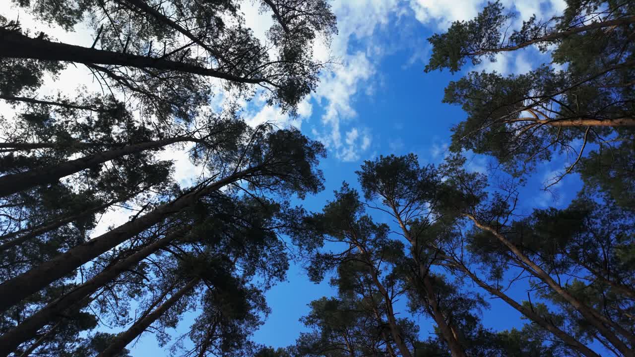 Looking up at tall pine trees against a blue sky with scattered clouds. Ideal for nature, forest, and outdoor themes, showcasing the beauty of trees and the serenity of the natural environment.